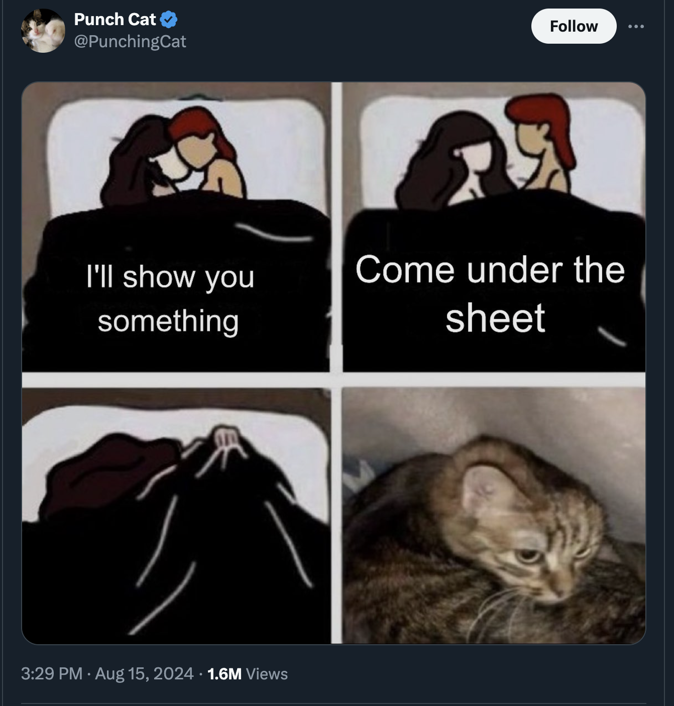 Punch Cat I'll show you something Come under the sheet 1.6M Views